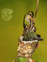032_Esteban_Cosme_Argerich_Hummingbird feeding babies.jpg
