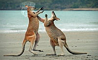 036_Daniel_Demy-Geroe_Kangaroo Fight on Beach.jpg