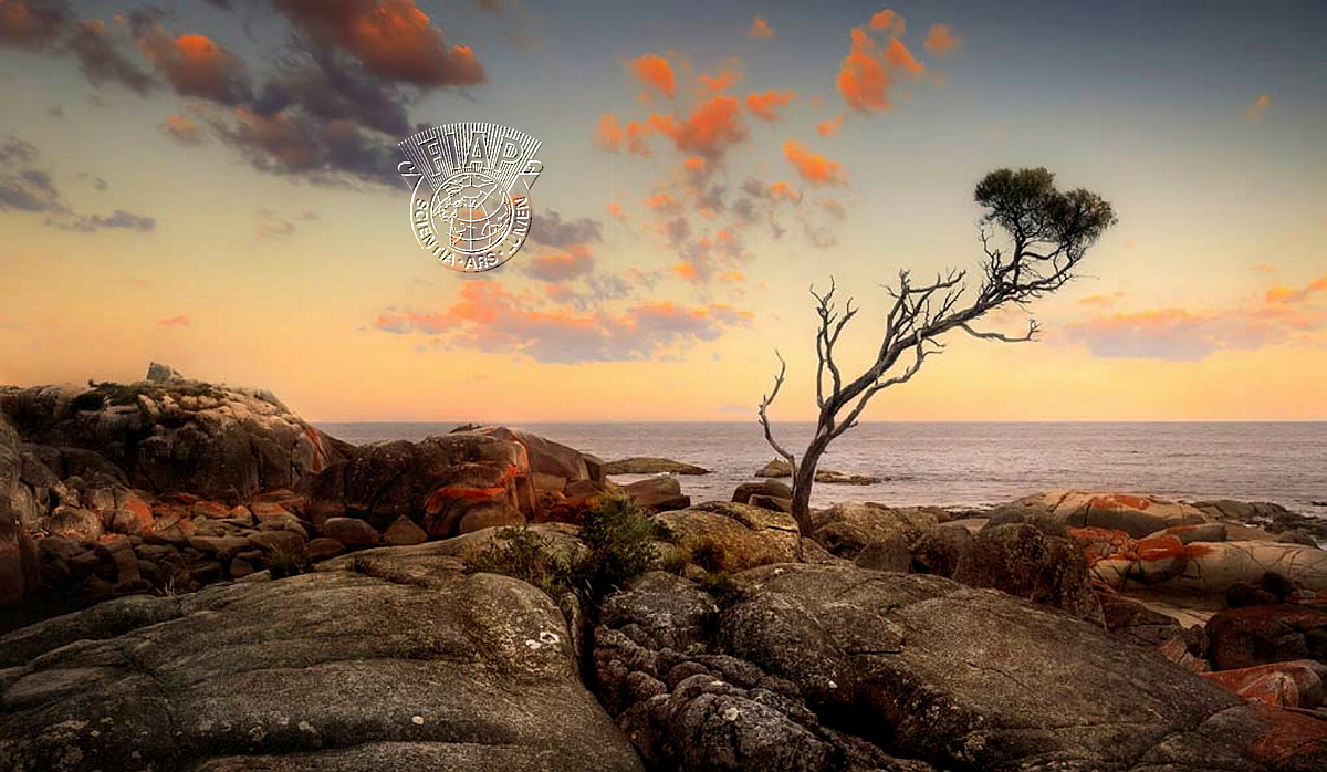 036_Geoffrey_Hui_A Lone Tree.jpg