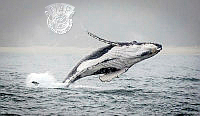 036_Graeme_Watson_Breaching Whale 3.jpg