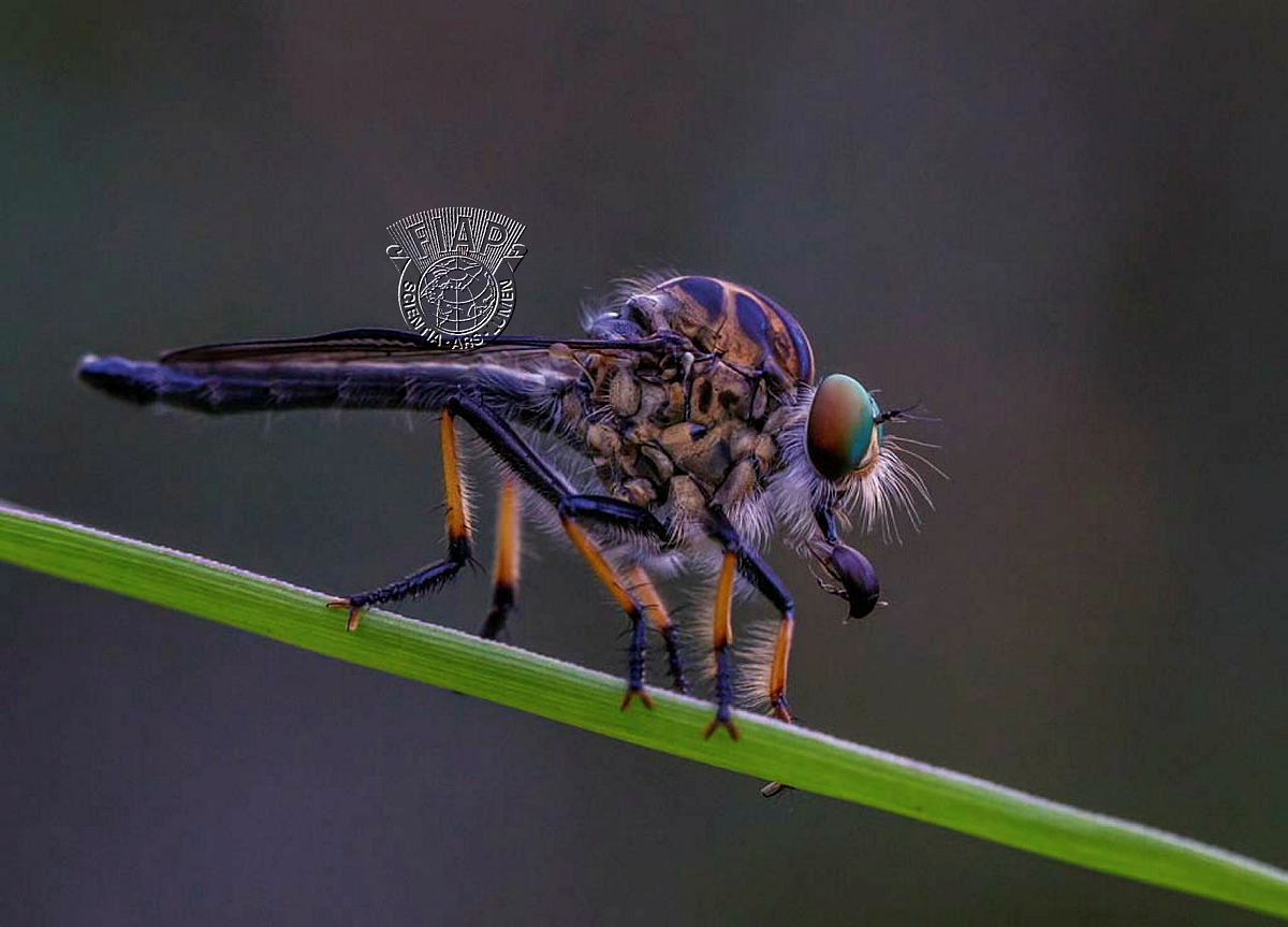 036_Maria_Mazo_Robber fly.jpg