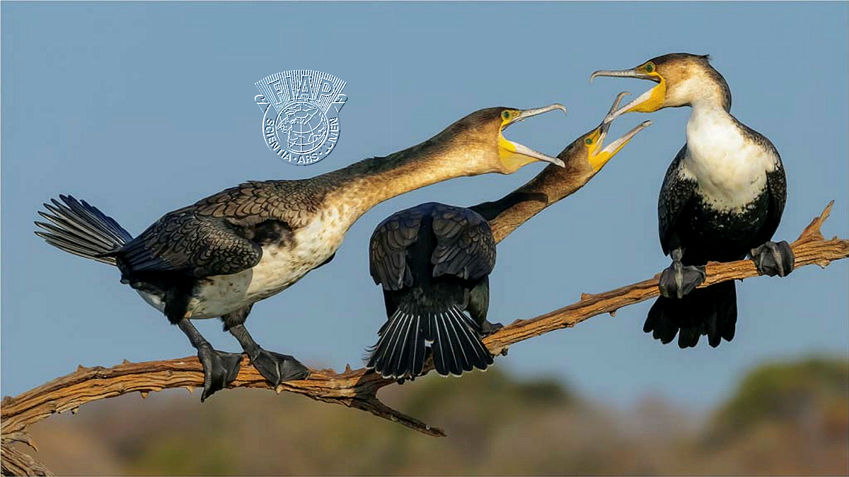 036_Martie_Labuschagne_Get off our stick 3859.jpg