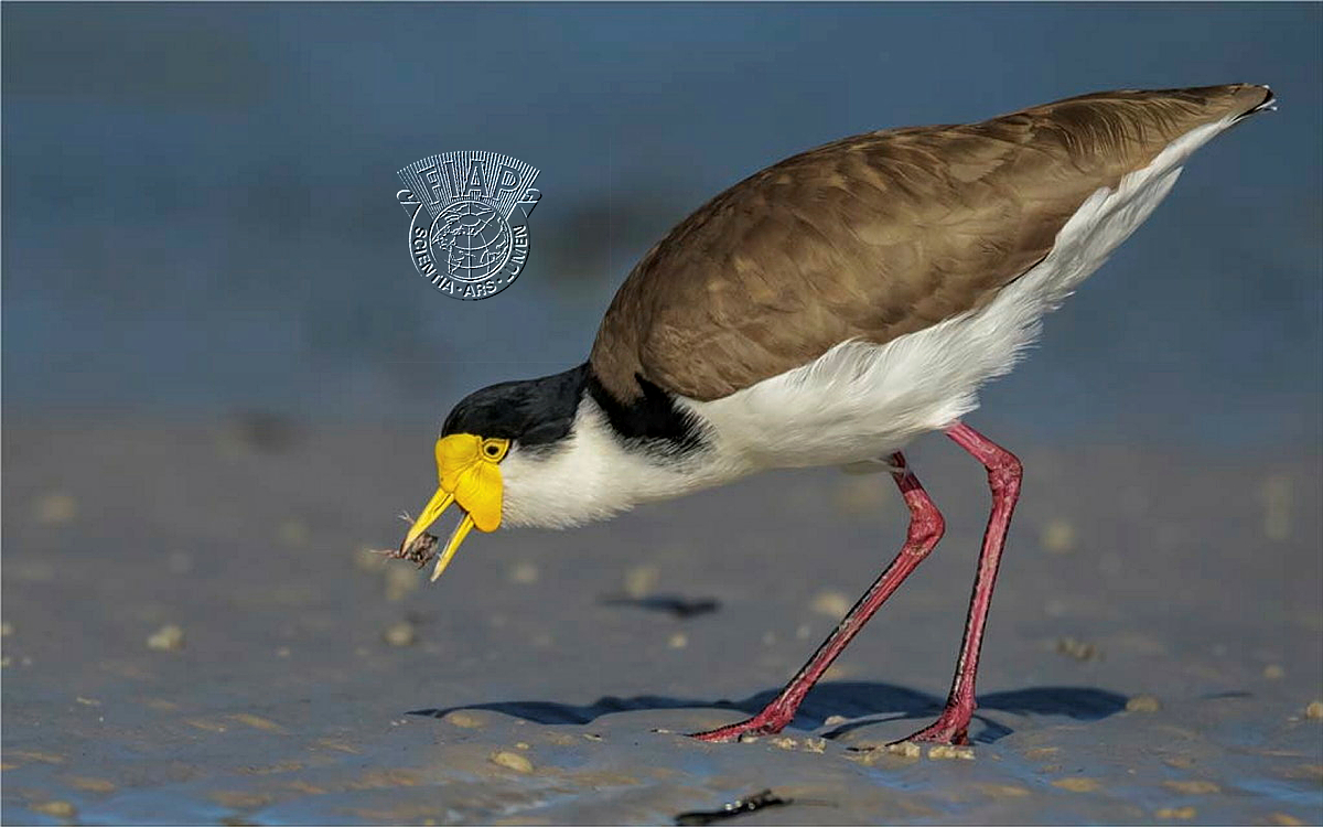 036_Martie_Labuschagne_Plovers meal 2303.jpg