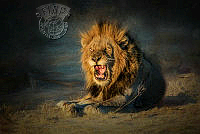 036_Robin_Yates_King of the Jungle.jpg