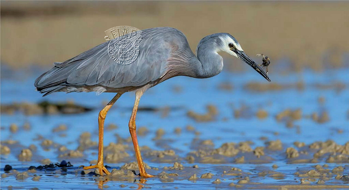 036_Stephan_Labuschagne_Catching a crab.jpg