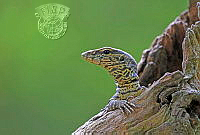 050_AFIAP_Naima Perveen_Monitor Lizard.jpg