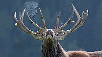056_BLEYEN Livinus EFIAPD1_Red Deer Stag Sniffing.jpg