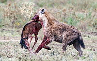 056_Luc_Doms_Hyena with prey.jpg