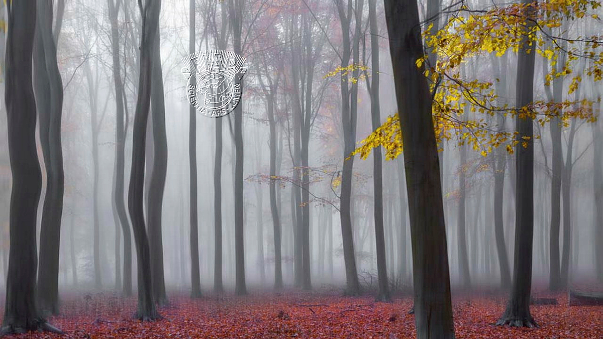 070_Dusan_Vukovic_A little fogy.jpg