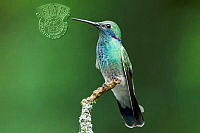 076_Dalva_Couto_Ribeiro_Pretty little hummingbird.jpg