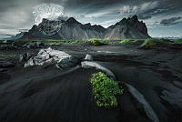 100_Dimo_Hristev_Black and green.jpg