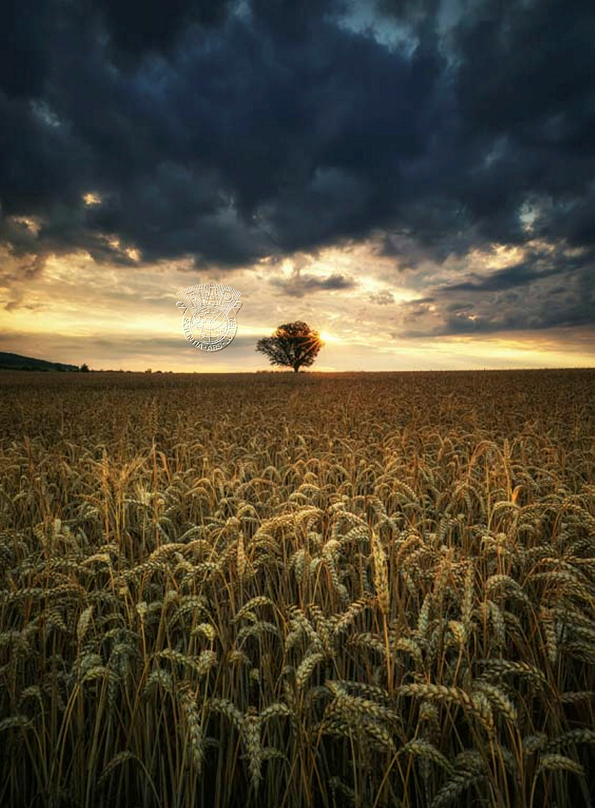 100_Kostadin_Madzharov_The lonely tree.jpg