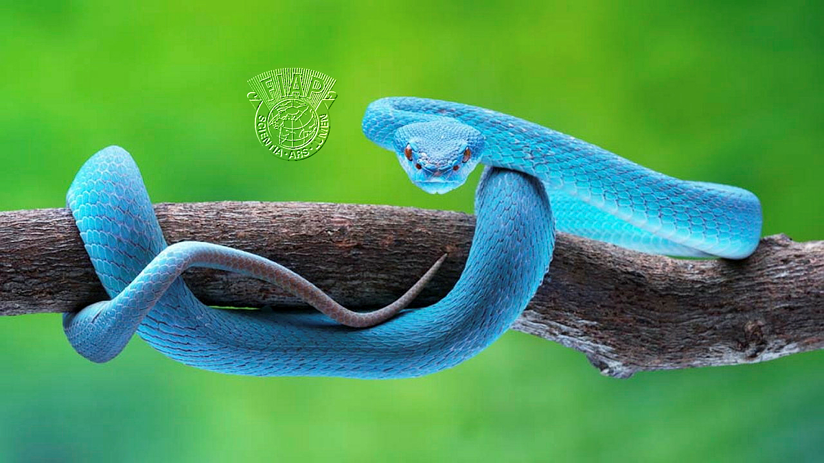 104_Hein_Htet_Blue Pit Viper 04.jpg