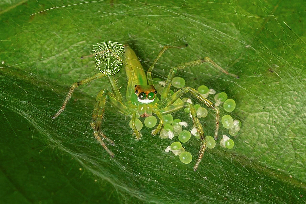 104_Kyaw Zwa Win_Spider 2.jpg