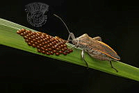 104_Kyaw Zwa_Win_Insect 3 .jpg