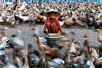 104_Saw_Minn Naung_A young boy who feeds ducks.jpg