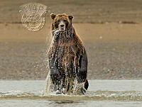 124_Francis_King_Brown Bear Looking For Fish 102.jpg