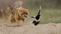 124_Francis_King_Golden Jackal Chasing Away Crow.jpg