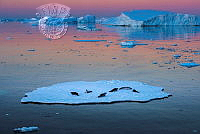 124_Francis_King_Leopard Seal Colony On Ice Floe.jpg