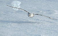 124_Francis_King_Snowy Owl Cruising For Prey.jpg