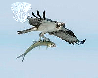 124_Jill_Lam_Osprey Bringing Home Fish 6.jpg