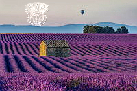 124_Katherine_Wong_Balloon over lavender field 2.jpg
