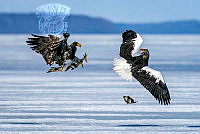 124_Katherine_Wong_Sea Eagles fighting for Fish.jpg