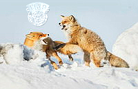 124_Phillip_Kwan_Red Fox Quarrel.jpg