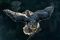 124_Randy_Nickerson_Great horned owl.jpg