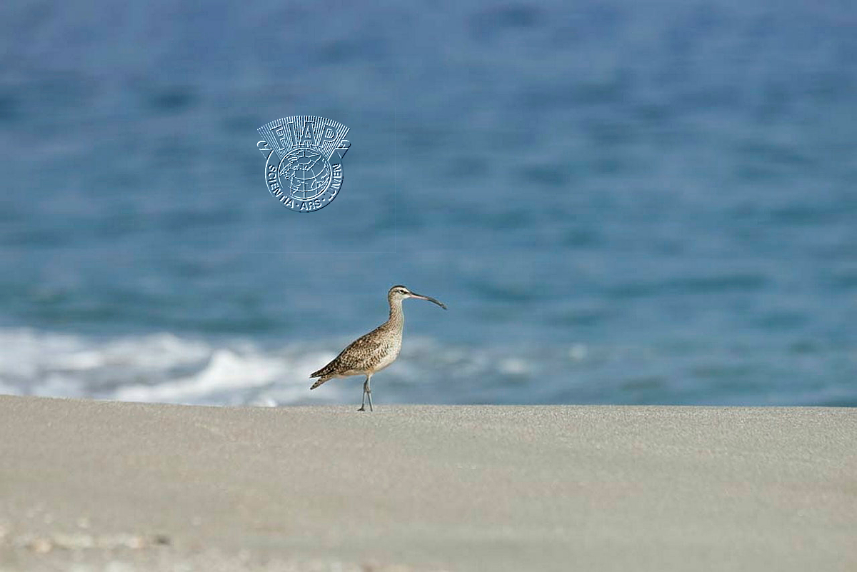 152_Hernan_Ortega_In search of....jpg