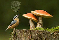 191_Vlado_Pirsa_Bird and two mushrooms.jpg