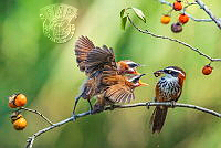 2086_LING JYI CHAO_Brown bird 11.jpg