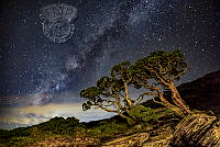2086_LING JYI CHAO_Millennium Tree Galaxy.jpg