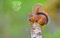 208_Henrik_R_Kristensen_Squirrel eating from birch.jpg