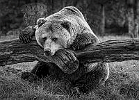 208_Lis_Pinholt_European brown bear.jpg