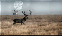 208_Tage_Christiansen_Three deer.jpg