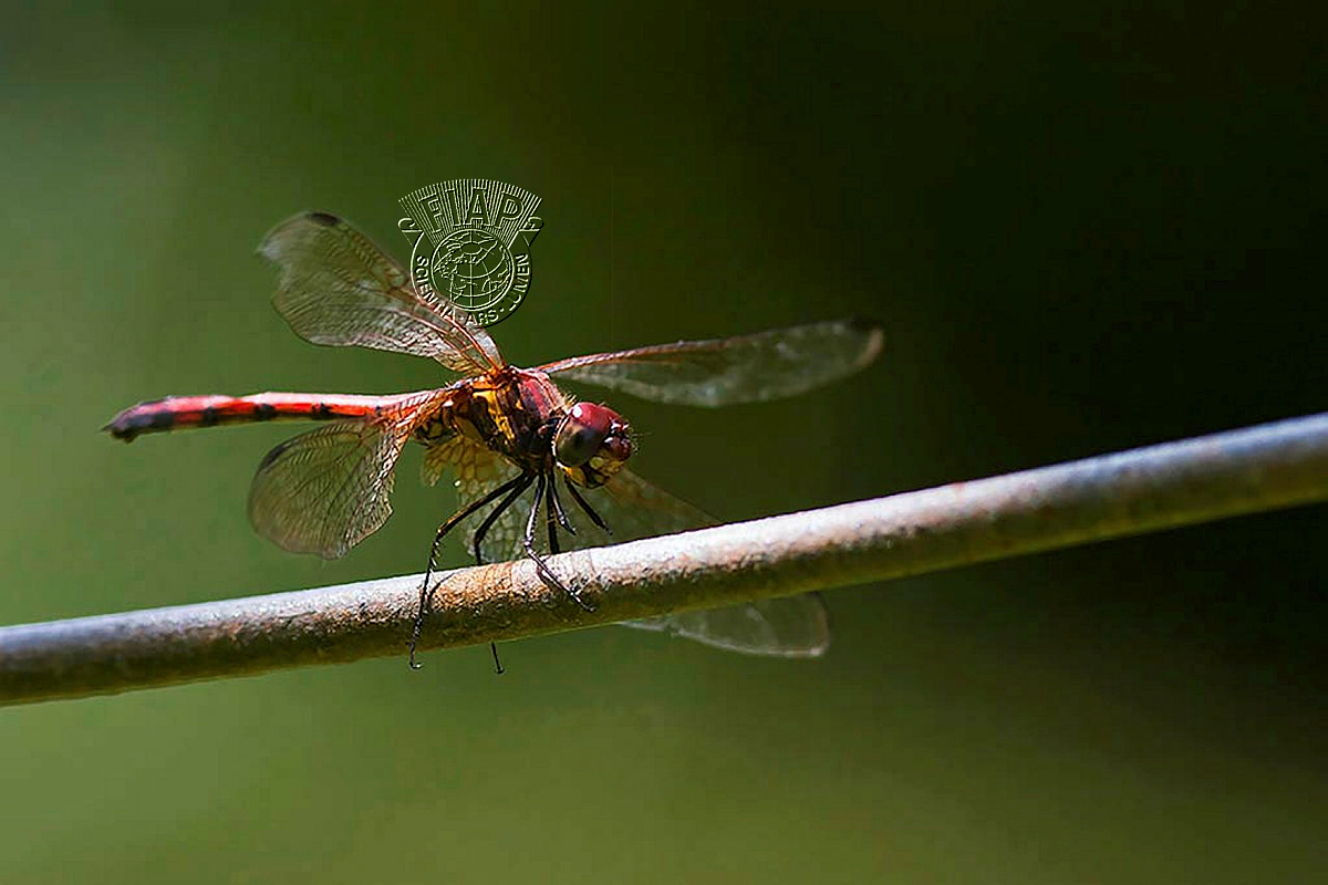 214_Rafael_Sanchez Cernuda_Dragon-Fly.jpg
