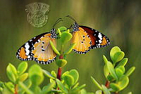 2220_Manu-Reghurajan_Tiger Butterflies.jpg