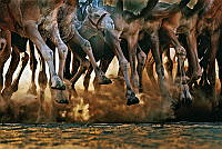 2220_Manu_Reghurajan_Camel legs.jpg