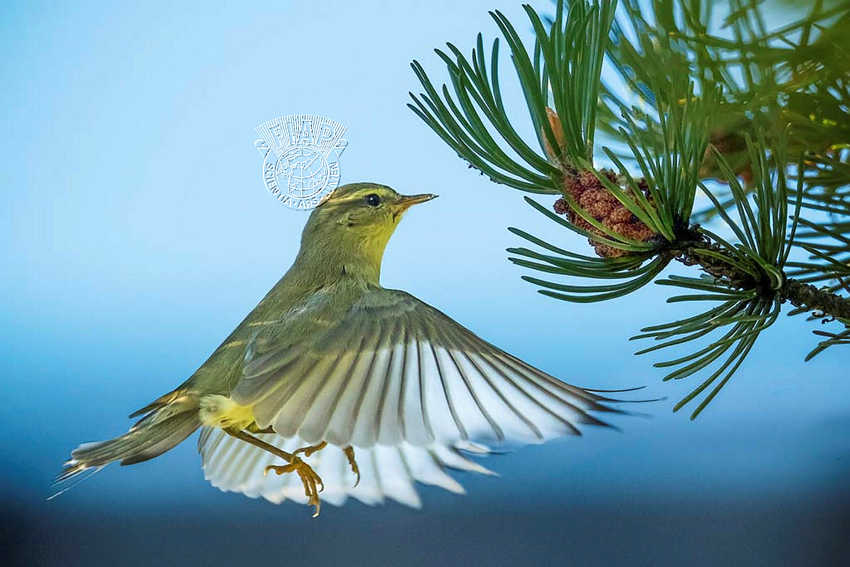 246_Hemmo Ristimaki_Willow Warbler.jpg