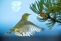 246_Hemmo Ristimaki_Willow Warbler.jpg