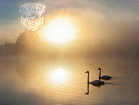 246_Juha_Ahvenharju_Swans at lake.jpg