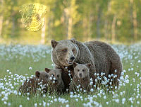 246_Juha_Saastamoinen_Bear family.jpg