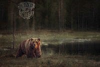 246_Juha_Saastamoinen_Brown bear in the bog.jpg