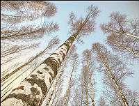 246_Kauko_Lehtonen_High Trees.jpg