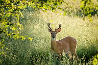 246_Piia_Suomu-Virtanen_Deer at the field.jpg