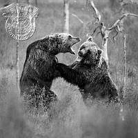 246_Piia_Suomu-Virtanen_Fighting bears.jpg