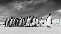 246_Risto_Raunio_King penguins.jpg