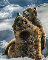 246_Seppo_Rintala_Playing Brown Bears 2.jpg