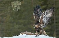246_Taukojarvi_Jouko_Golden Eagle and Fox.jpg